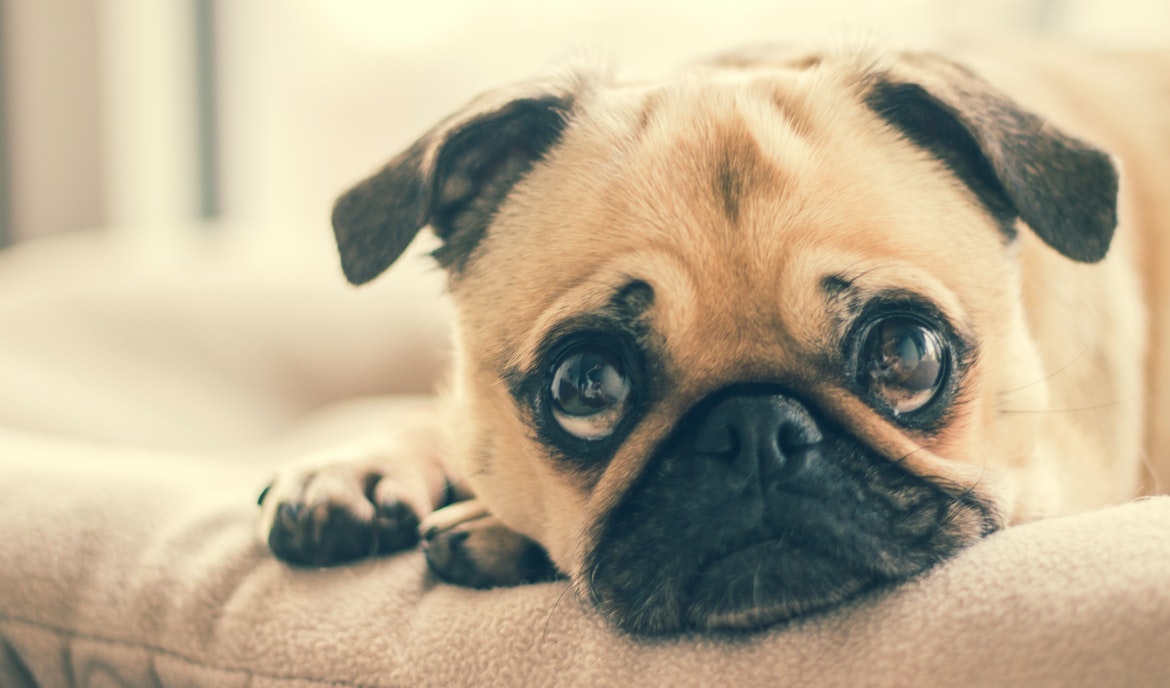 Bloed in de ontlasting bij honden: oorzaken en behandeling